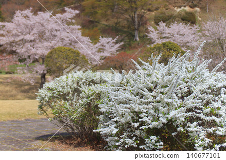 White spirea flowers and pink cherry blossoms White spirea flowers and pink cherry blossoms 140677101