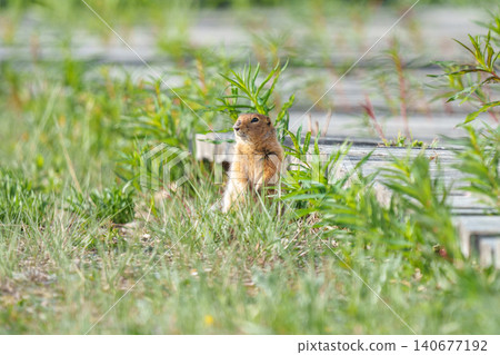 在加拿大育空地區發現的北極地鬆鼠;野生動物圖片,一隻野生動物站在草原上。 在加拿大育空地區發現的北極地鬆鼠;野生動物圖片,一隻野生動物站在草原上。 140677192