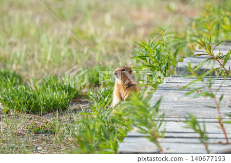 Arctic ground squirrel found in Yukon Territory, Canada; wildlife image of a wild animal standing in a grassland. Arctic ground squirrel found in Yukon Territory, Canada; wildlife image of a wild animal standing in a grassland. 140677193