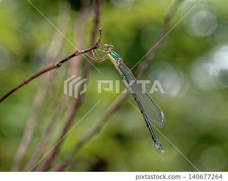 Japanese damselfly (Calopteryx japonica) - colorless wing form (female) 140677264