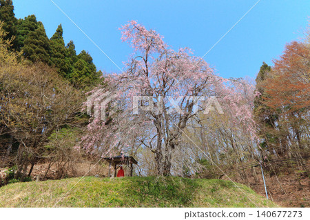 法所地藏殿和垂枝櫻花(宮殿縣大和町宮古) 法所地藏殿和垂枝櫻花(宮殿縣大和町宮古) 140677273