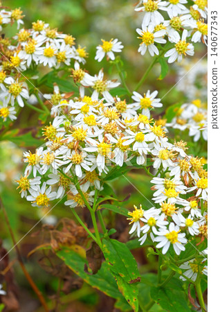 伊豆半島,伊豆山脊步道上的田場山,白紫菀(Aster microcephalus) 伊豆半島,伊豆山脊步道上的田場山,白紫菀(Aster microcephalus) 140677343