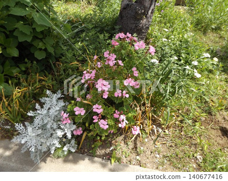 Kojama Flower Association Wildflower plant decorating the flower garden entrance Imokatabi Kojama Flower Association Wildflower plant decorating the flower garden entrance Imokatabi 140677416