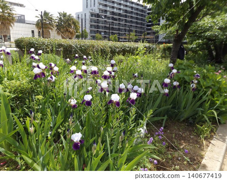 Large flowers with drooping petals, like those of the German iris. Large flowers with drooping petals, like those of the German iris. 140677419