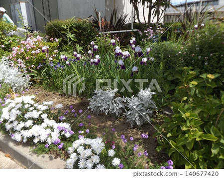 Large white and purple flowers of the German iris 140677420
