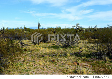 Old Saguaro Cactus Sonora desert Arizona Old Saguaro Cactus Sonora desert Arizona 140677437