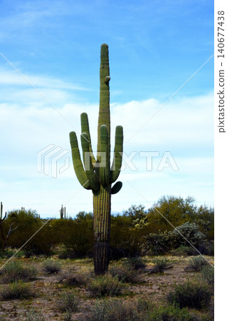 Old Saguaro Cactus Sonora desert Arizona 140677438
