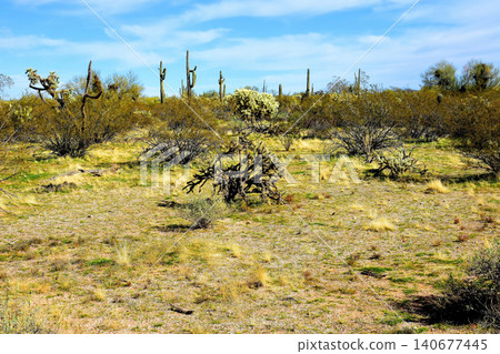 Old Saguaro Cactus Sonora desert Arizona Old Saguaro Cactus Sonora desert Arizona 140677445