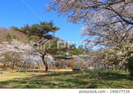 戶賀田公園(宮城縣藏王町戶賀田溫泉)的櫻花盛開 戶賀田公園(宮城縣藏王町戶賀田溫泉)的櫻花盛開 140677536