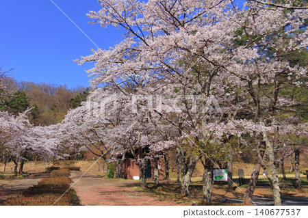戶賀田公園的櫻花(宮城縣藏王町) 戶賀田公園的櫻花(宮城縣藏王町) 140677537