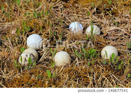 White baseballs scattered in the grass White baseballs scattered in the grass 140677541