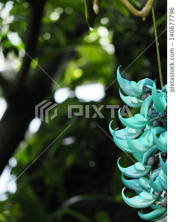 A macro photograph taken at a botanical garden in Yamaguchi Prefecture, showing a mystical jade-colored jade vine with water droplets on it, against a backdrop of lush, fresh green foliage filtering through the trees. A macro photograph taken at a botanical garden in Yamaguchi Prefecture, showing a mystical jade-colored jade vine with water droplets on it, against a backdrop of lush, fresh green foliage filtering through the trees. 140677796