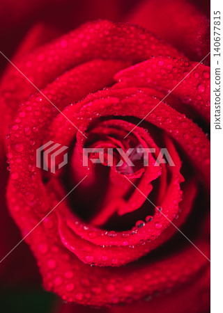Crimson roses adorned with water droplets 140677815