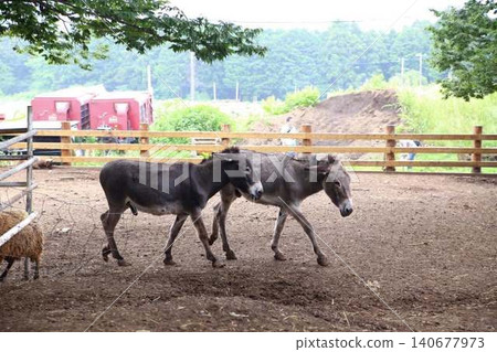兩頭驢並排走著 兩頭驢並排走著 140677973