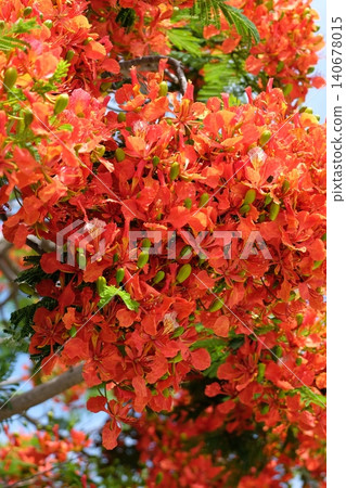 A collection of royal poinciana flowers A collection of royal poinciana flowers 140678015