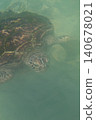 A sea turtle to swim 140678021