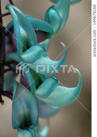 jade vine petals jade vine petals 140678166
