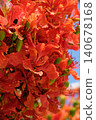 Macro photography of the Royal Poinciana 140678168