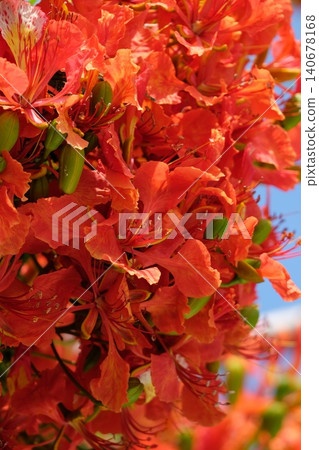 Macro photography of the Royal Poinciana 140678168