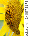big sunflower up 140678178
