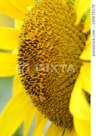 big sunflower up 140678178