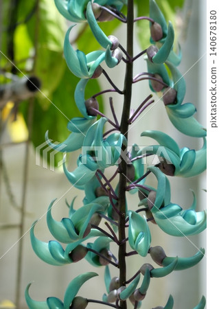 金銀花 金銀花 140678180