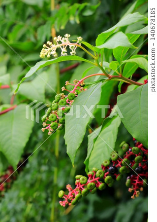 The fruits of the American pokeweed have begun to ripen. The fruits of the American pokeweed have begun to ripen. 140678185