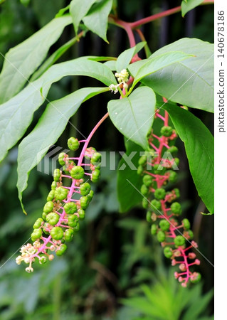 The fruits of the American pokeweed have begun to ripen. The fruits of the American pokeweed have begun to ripen. 140678186