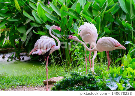 A closeup of Greater flamingos on ground. A closeup of Greater flamingos on ground. 140678228