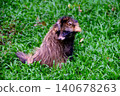 Tanuki or raccoon dog sitting on the grass. 140678263
