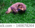 Tanuki or raccoon dog sitting on the grass. 140678264