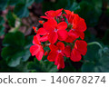 Close-up Red Geranium flowers in the inflorescence on a green background. 140678274