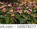 Red Flamingo Flower or Anthurium andraeanum flower blooming in the garden. Family Araceae. 140678277