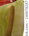 Spathiphyllum 'Peace Lily' (Spadix) 140678287
