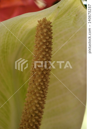 Spathiphyllum 'Peace Lily' (Spadix) Spathiphyllum 'Peace Lily' (Spadix) 140678287