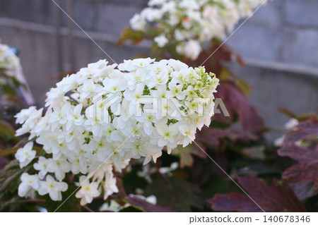 Flower of white Calyva hydrangea 140678346