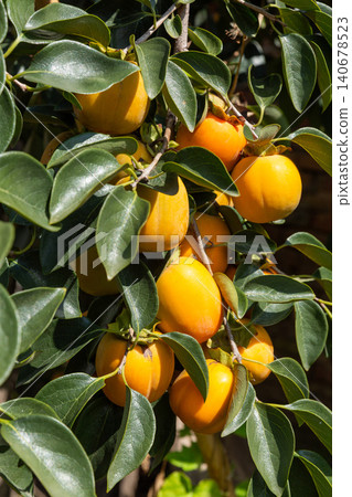 Ripe yellow persimmons hanging on a tree branch with vibrant green leaves. Ripe yellow persimmons hanging on a tree branch with vibrant green leaves. 140678523