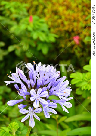 百子蓮開出了清涼的淡藍紫色花朵。 140678593