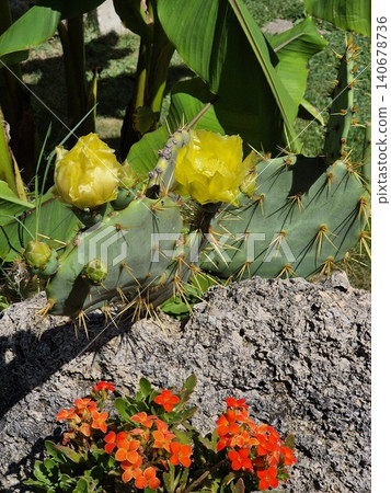 cactus bloom. yellow flowers of a large cactus. succulents on a stone 140678736