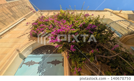Pink bougainvillea flowers on the facade of a building 140678750