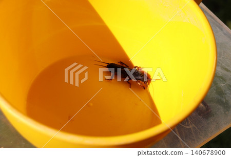 A captured mole cricket insect pest in a plastic bucket A captured mole cricket insect pest in a plastic bucket 140678900