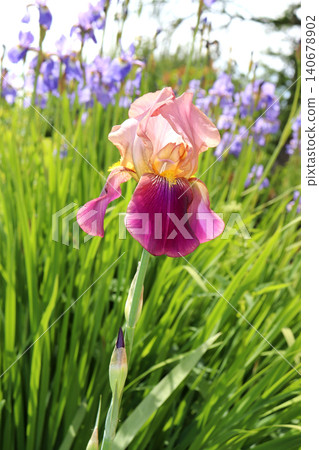 A pink iris flower with a bud against a background of grass and other blue irises A pink iris flower with a bud against a background of grass and other blue irises 140678902