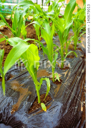 Corn, sweet corn, home garden, Daiso (100-yen store), Corn, sweet corn, home garden, Daiso (100-yen store), 140679013