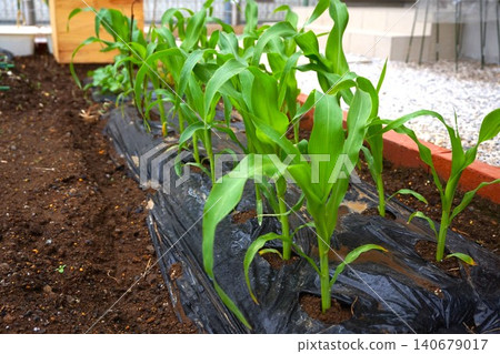 Corn, sweet corn, home garden, Daiso (100-yen store), Corn, sweet corn, home garden, Daiso (100-yen store), 140679017