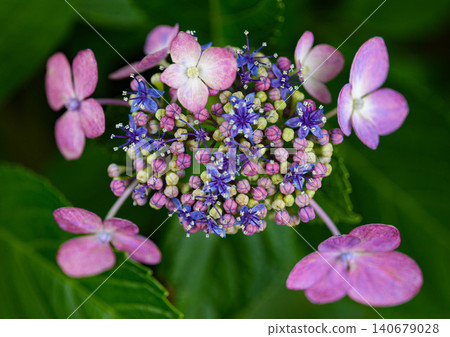 hydrangea hydrangea 140679028
