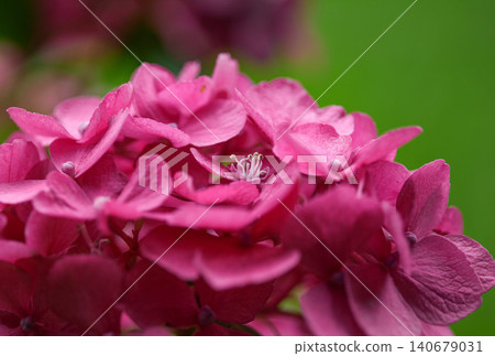 hydrangea hydrangea 140679031