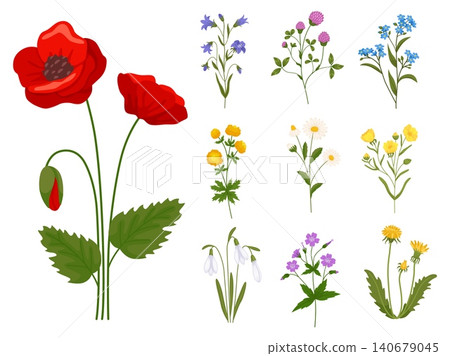 Blooming wildflowers. Wild plants and grasses. Beautiful daisies and poppies. Field chamomile branches. Natural bluebells and dandelions twigs. Summer meadow. Floral elements vector set Blooming wildflowers. Wild plants and grasses. Beautiful daisies and poppies. Field chamomile branches. Natural bluebells and dandelions twigs. Summer meadow. Floral elements vector set 140679045