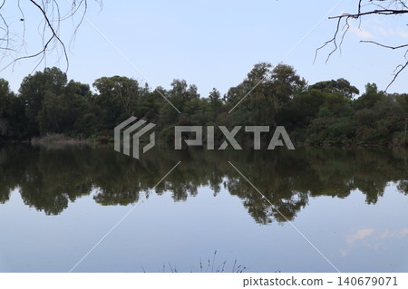 Many different wild birds swim in a freshwater pond. The background is in a public park. 140679071