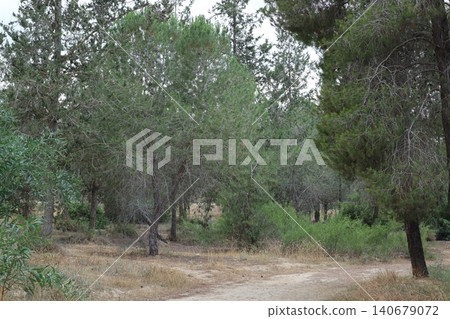 Walking path in public park, eucalyptus, fir, spruce, deciduous trees. Concrete pathway in park leading to road. Dirt path through a forest of trees. Walking path in public park, eucalyptus, fir, spruce, deciduous trees. Concrete pathway in park leading to road. Dirt path through a forest of trees. 140679072