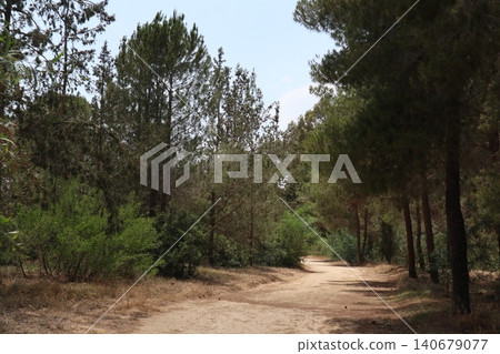 Walking path in public park, eucalyptus, fir, spruce, deciduous trees. Concrete pathway in park leading to road. Dirt path through a forest of trees. Walking path in public park, eucalyptus, fir, spruce, deciduous trees. Concrete pathway in park leading to road. Dirt path through a forest of trees. 140679077